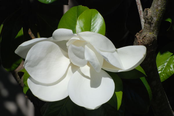 Magnolia...
