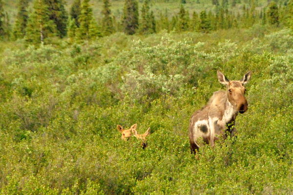 Moose in Denali...