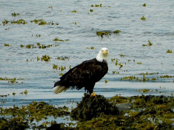 Eagle in Seward...