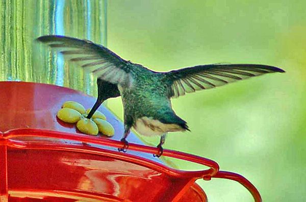 Resident hummingbird...