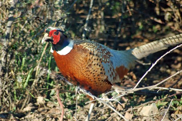 Pheasant escapee from nearby pheasant ranch....