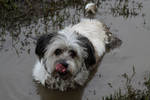 yep, Lucy just loves it. The muddier the better!!!...