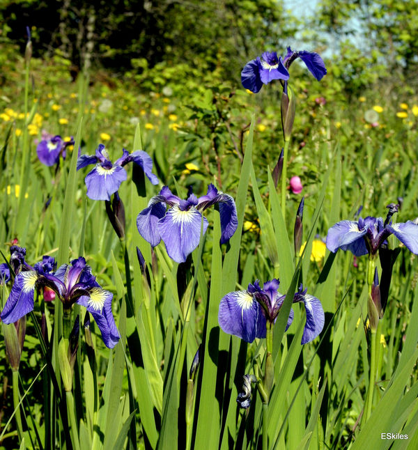 Wild Iris at Eklutna Ak....