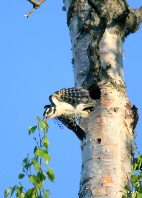 Male Hairy woodpecker leaving nest....