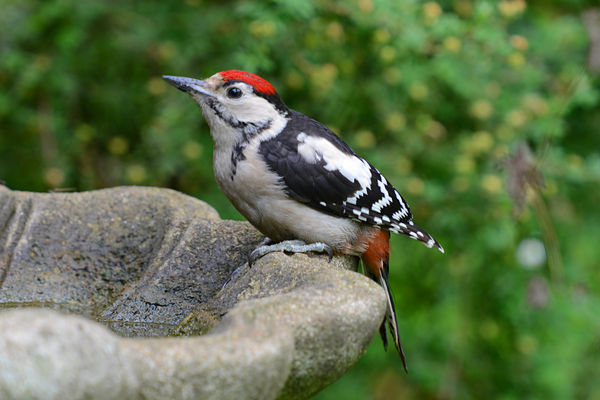 Greater Spotted Woodpecker...
