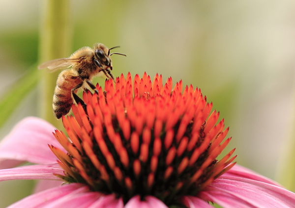 Honey Bee on Cone Flower...