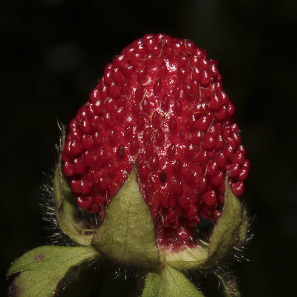 Indian Strawberry (Duchesnea indica)...