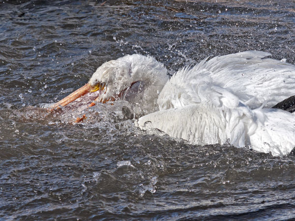 pelican in water...