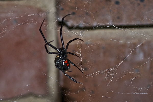 Black Widow Spider in Waiting...