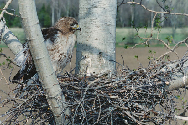 Red-tailed Hawk at nest...