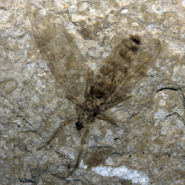 Fossil Insect...
