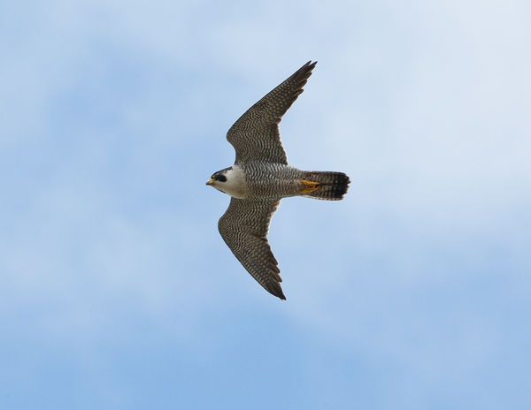Peregrine falcon 1/500th f16...