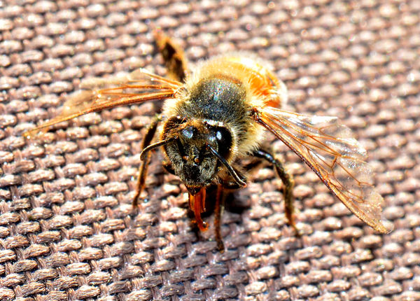 a dead bee, posed obligingly...