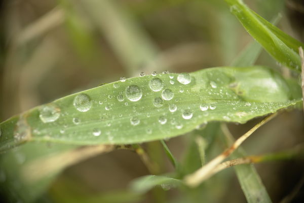 Dew drops on a blade of grass...