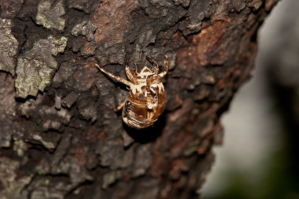 Cicada shell after it molted #2...