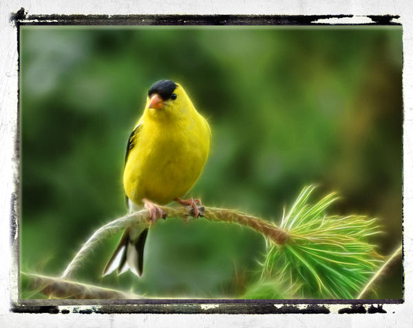 Electric Finch...
