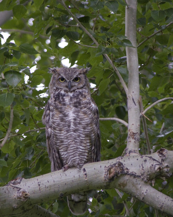 Owl in a tree...