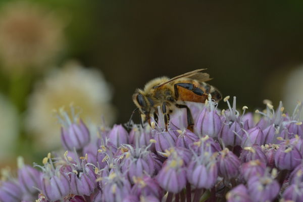 Out of Focus Bee...