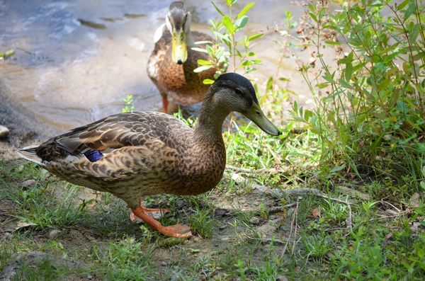 The Mallard ducks visited our campsite frequently ...