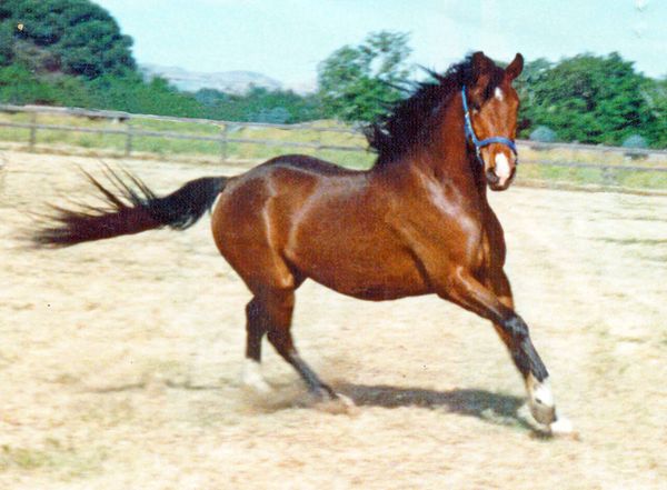 My now retired gelding when he was four years old ...