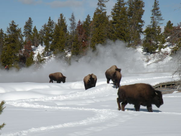 west yellowstone bison...