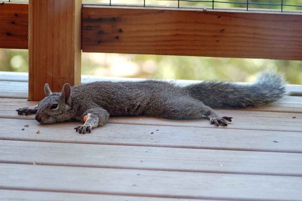 Squirrel regular with belly so full he couldn't le...