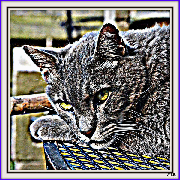 Jimmy Joe the CAT (he's the King) (HDR gonzo)...