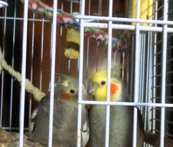 Scuzzi and Snazzy ,my foster birdies...