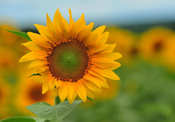 Sunflowers: A Few From Griswold Ct. Sunflowers For Wishes. I Managed To 