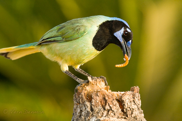 Green Jay with lunch....