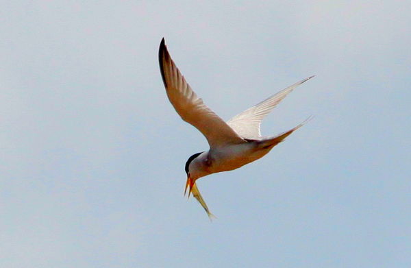 Least Tern with food...