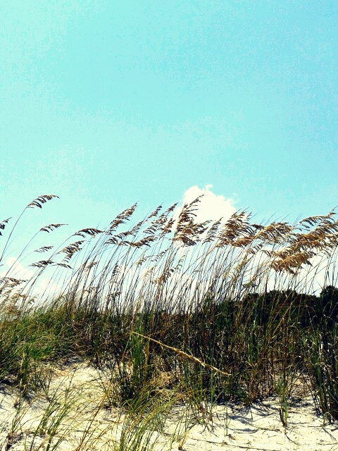 Swaying Sea Grass...
