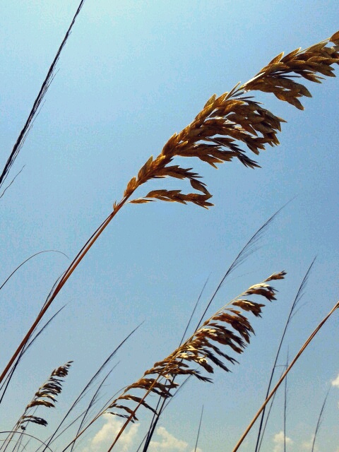 Sea Grass...