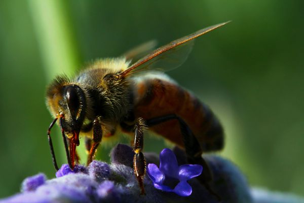 Bee # 1...