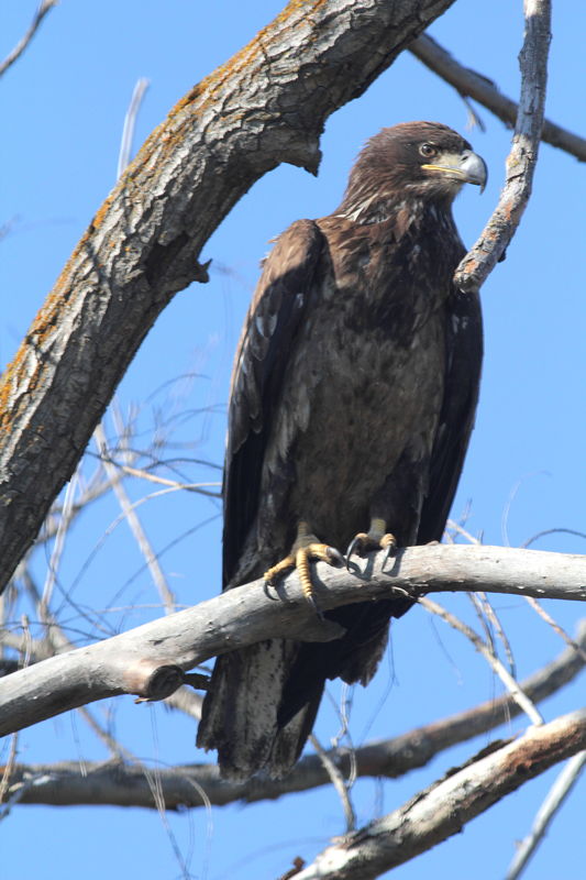 Juvenile bald eagle Ellensburg, Wa...