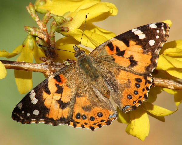 painted lady...