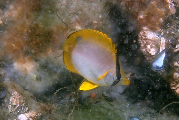 Butterfly Fish...