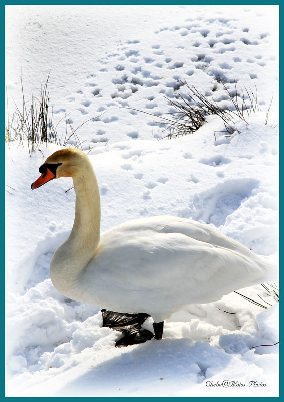 One of a pair of Swans by the lake...