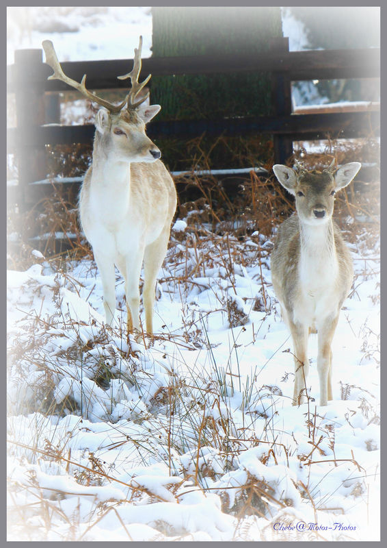 Fallow Deer in Bradgate Park Leicester UK...