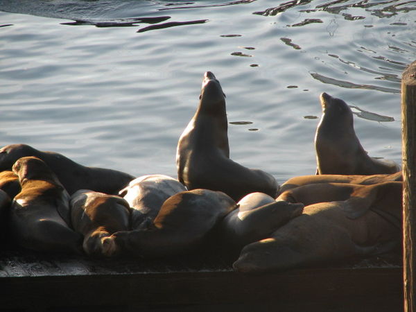 Seals that fish, Fisherman's Wharf, San Fransisco...
