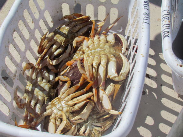 wonderful Dungoness Crabs...