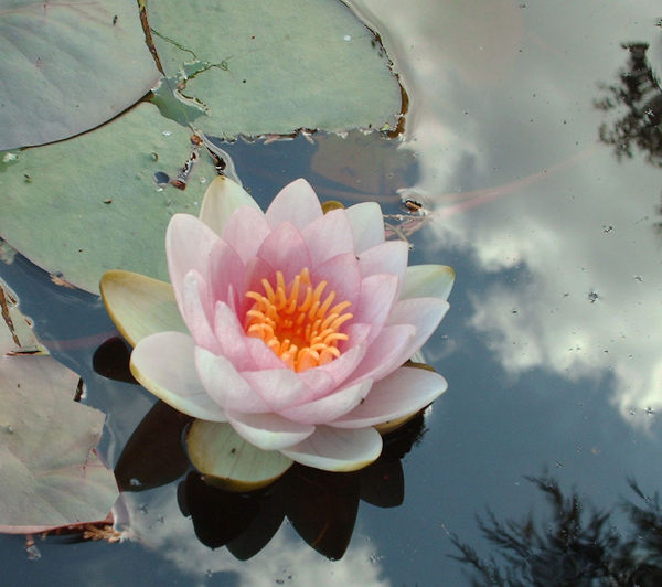 Lily on my pond...