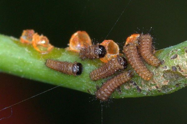 Just-Hatched Pipevine Swallowtail Caterpillars, ap...