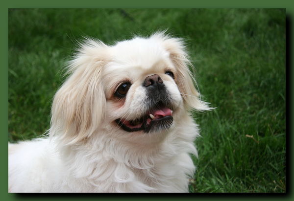 Pekingese Portraits: I've been dog sitting for 3 pekingese dogs for the ...