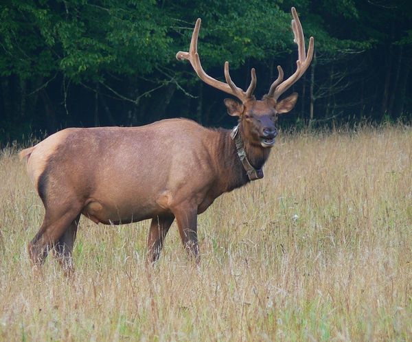 Elk in Cataloochee...