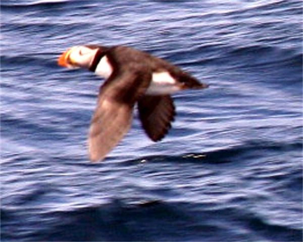a flying Atlantic Puffin...