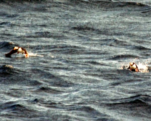 two Puffins in the Atlantic...