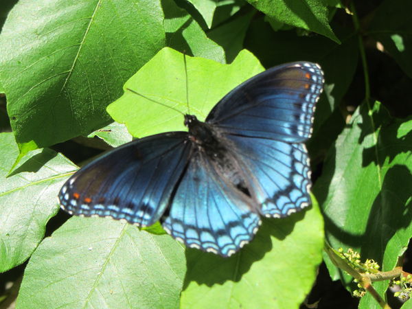 Great Smoky Mountain butterfly...
