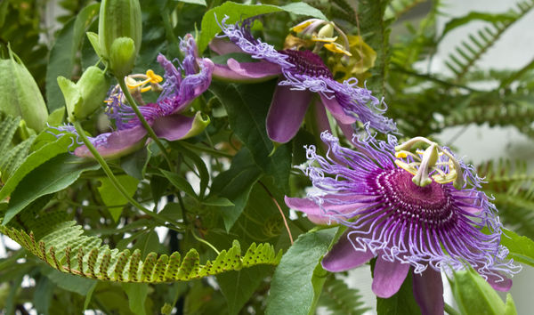 Passion Flowers...