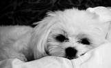 Roxy at rest, Maltese, Normaly active...